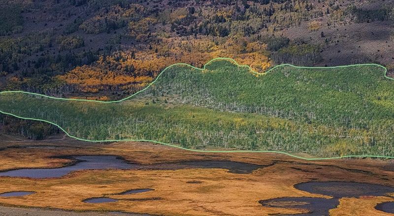 aerial view of Pando's land mass outlined