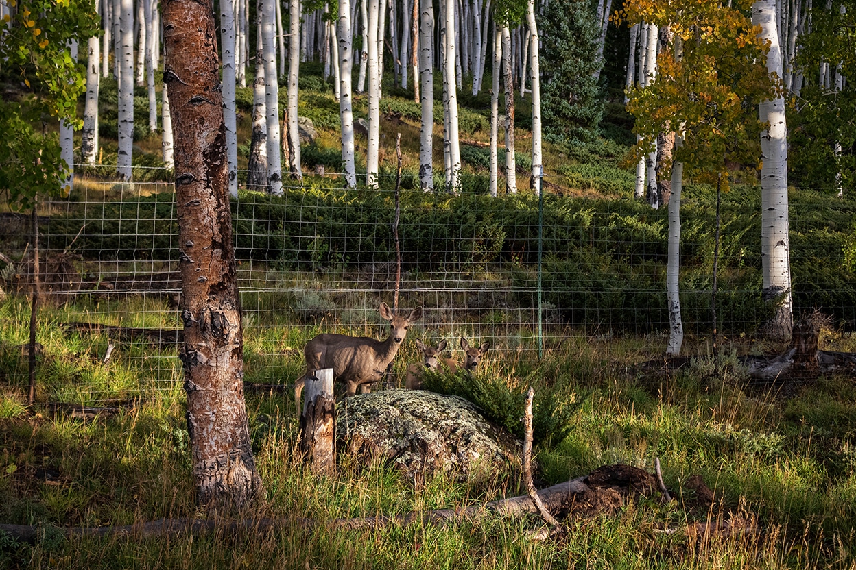 image of deer and her fawns walking pando
