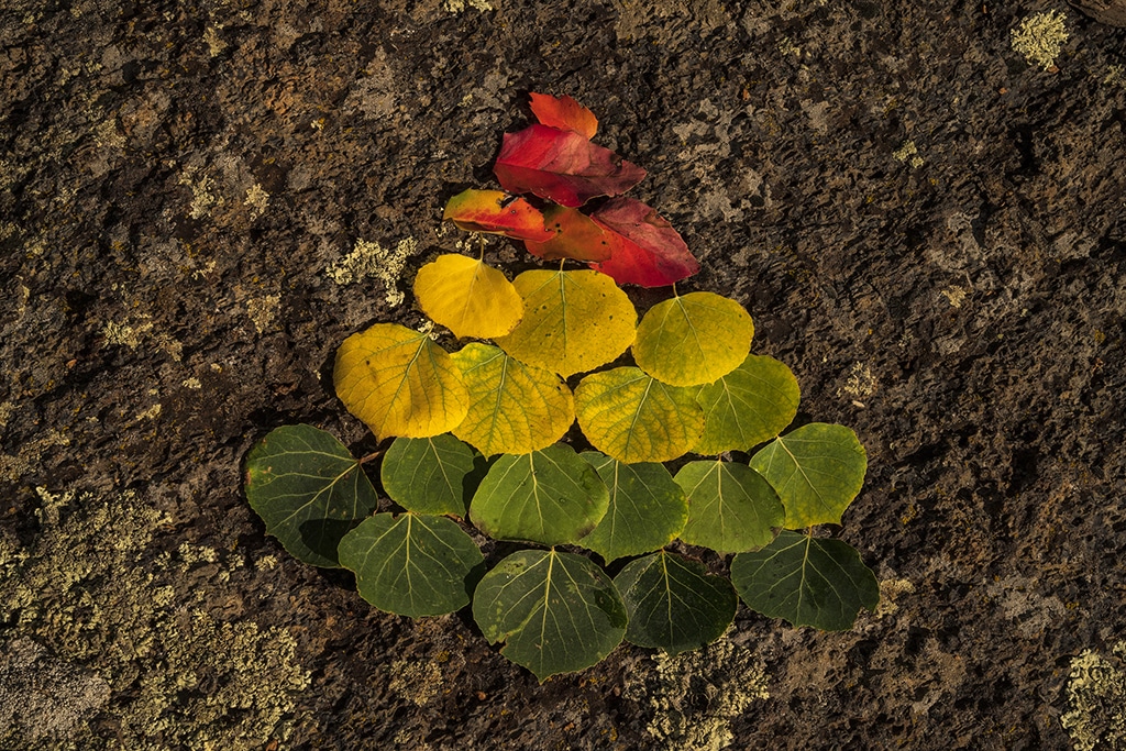image of different colored pando leaves arranged in a triangle