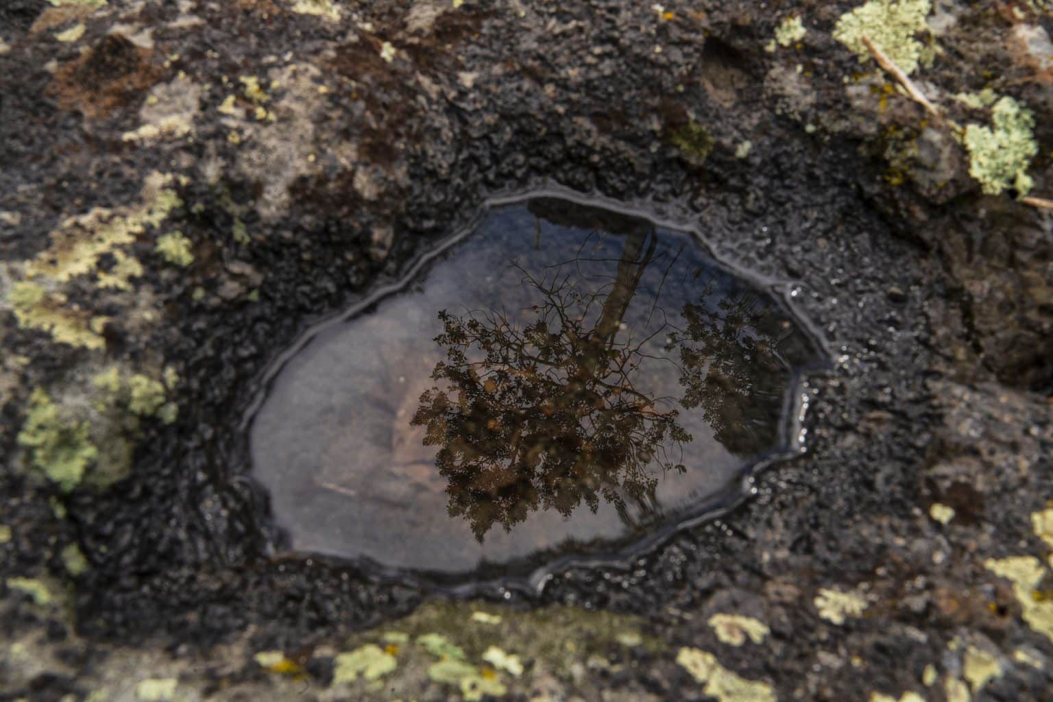 image of a Pando branch reflected in water pooled in a lava formation