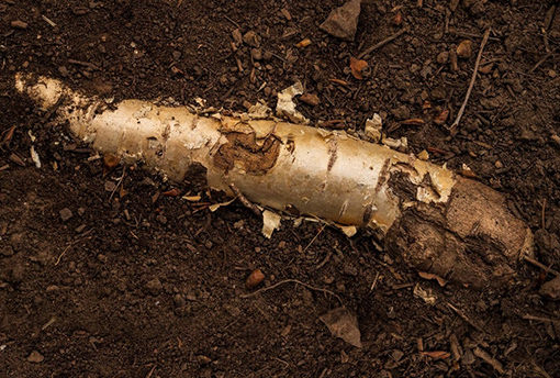 pando root exposed thumbnail