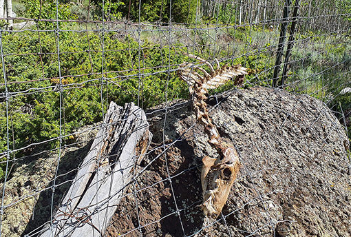 elk bones in fence