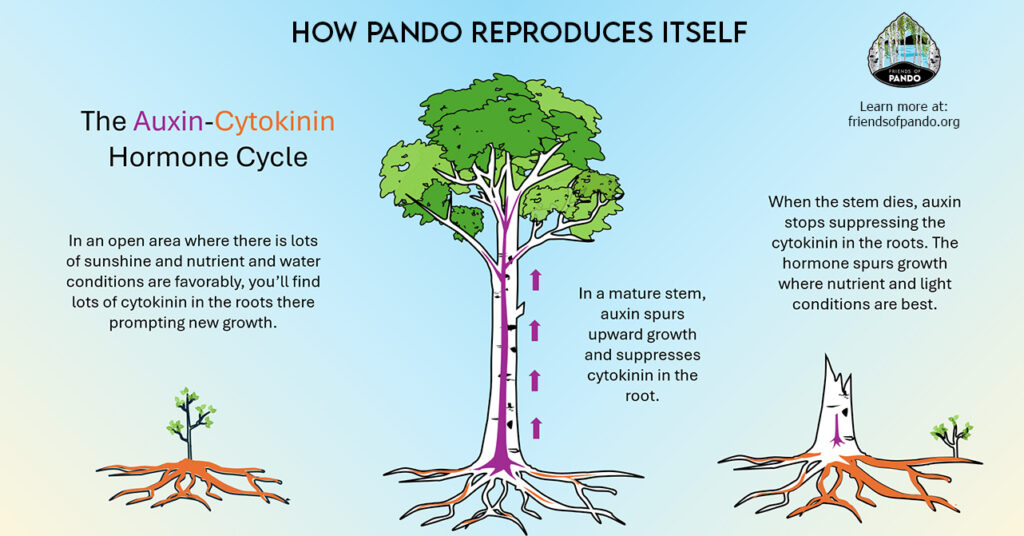 inforgraphic about how pando reproduces by friends of pando