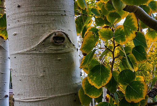 pando tree official portrait thumb