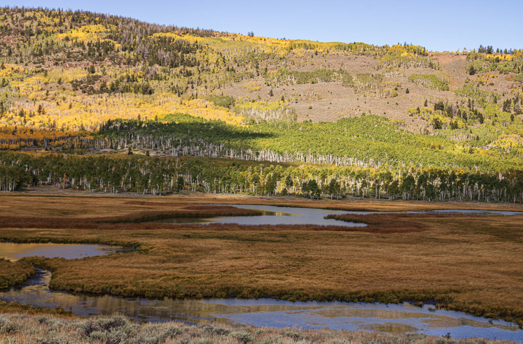 pando tree outline from coots slough