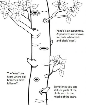 Pando Coloring and Activity Book: tree trunk and eyes page